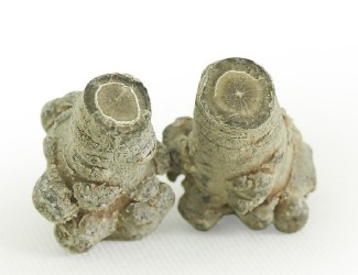 三七的頭數是什么？