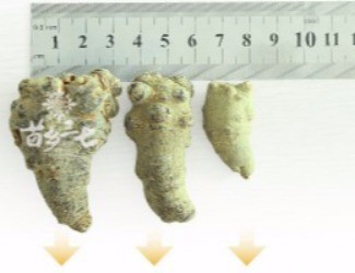 三七頭數與藥效的關聯，只看頭數并不正確