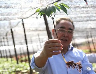 張伯禮院士這樣說三七！
