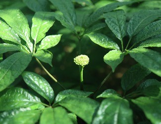 三七怎么吃：涼拌三七花蟲(chóng)草花，風(fēng)雅吃花，清爽養(yǎng)生