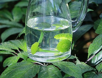 三七怎么吃——三七花雪碧飲，夏日里的一杯“怡紅快綠”