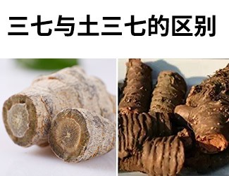 揭秘土三七和三七的差異性，警惕吃錯(cuò)易導(dǎo)致肝臟衰竭