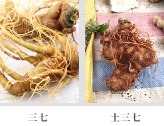 文山三七價格琳瑯滿目，當(dāng)心三七和土三七區(qū)別