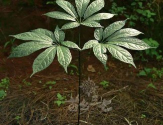 人有九種性格，三七粉有寒熱之分嗎？